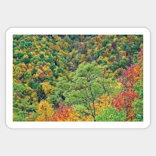 Autumn Forest Steestachee Bald Overlook Blue Ridge Parkway Sticker